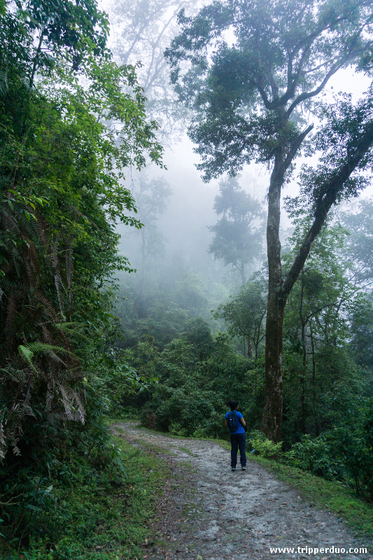 The jungle trail towards Ramitey view point