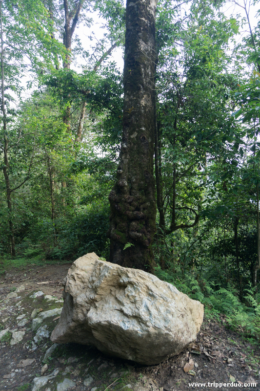 The old tree and the rock - On way towards Ramitey
